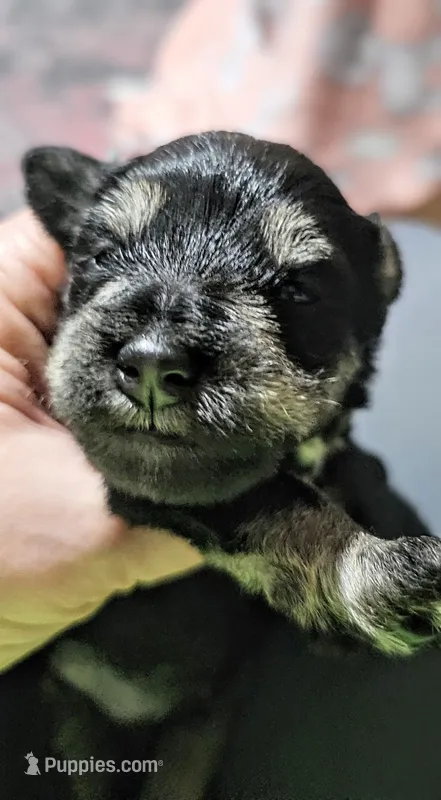 A'Lord  – Miniature Schnauzer puppy for sale in Athens, AL