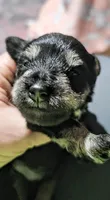 A'Lord , a male Miniature Schnauzer for sale in Athens, AL – 1 of 9