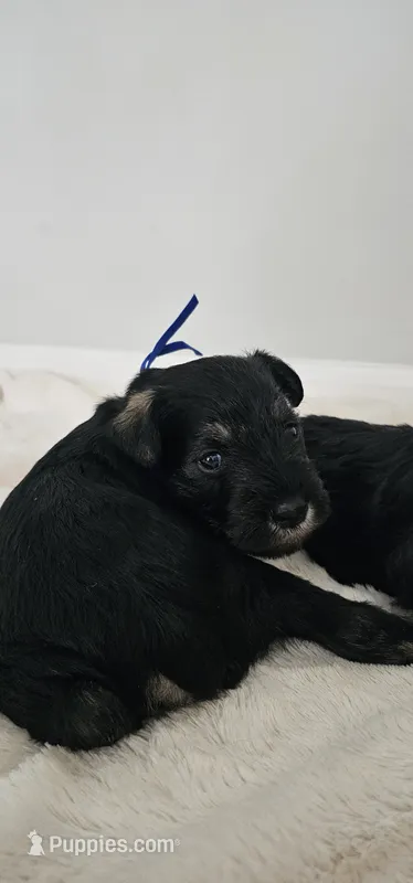 A'Lord  – Miniature Schnauzer puppy for sale in Athens, AL