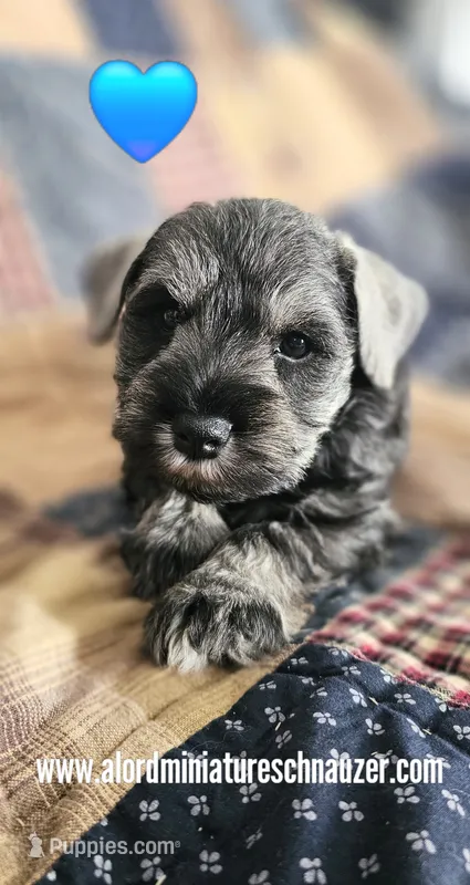 A'Lord  – Miniature Schnauzer puppy for sale in Athens, AL