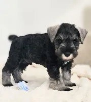 A'Lord , a male Miniature Schnauzer for sale in Athens, AL – 8 of 10