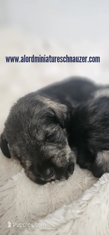 A'Lord  – Miniature Schnauzer puppy for sale in Athens, AL