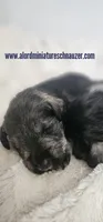 A'Lord , a male Miniature Schnauzer for sale in Athens, AL – 2 of 9