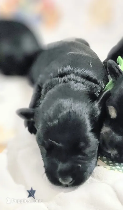 A'Lord  – Miniature Schnauzer puppy for sale in Athens, AL