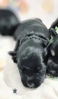 A'Lord , a male Miniature Schnauzer for sale in Athens, AL – 1 of 4