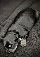 A'Lord , a male Miniature Schnauzer for sale in Athens, AL – 3 of 9