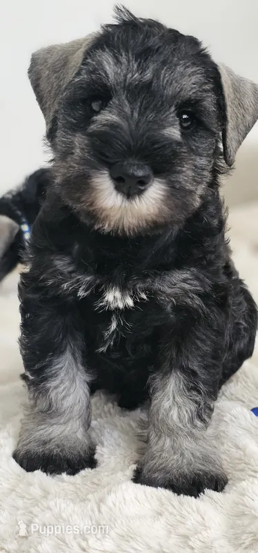 A'Lord  – Miniature Schnauzer puppy for sale in Athens, AL