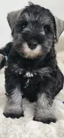A'Lord , a male Miniature Schnauzer for sale in Athens, AL – 1 of 10