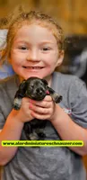 A'Lord , a male Miniature Schnauzer for sale in Athens, AL – 8 of 9
