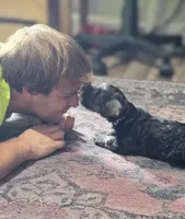A'Lord , a male Miniature Schnauzer for sale in Athens, AL – 5 of 10