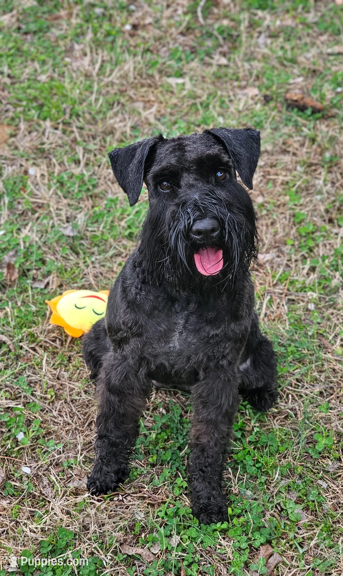 A'Lord , a  Miniature Schnauzer for sale in Athens, AL – 4 of 6