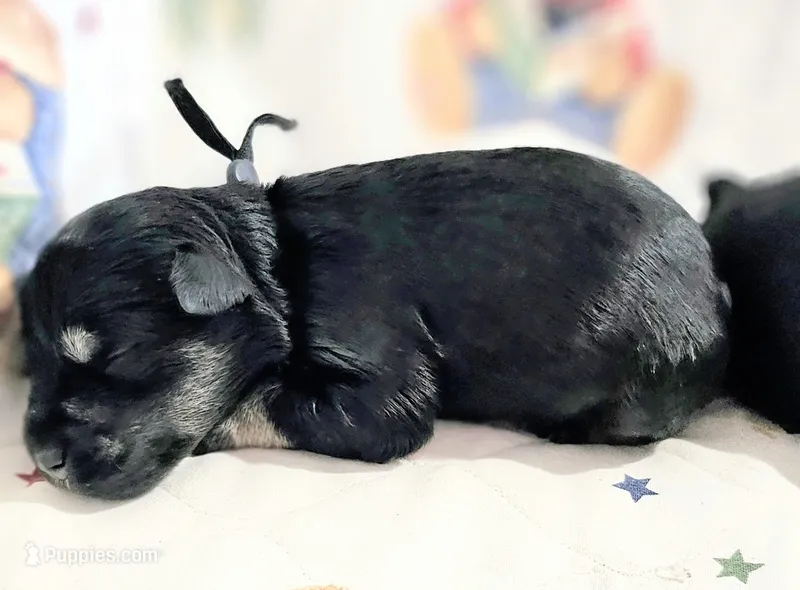 A'Lord  – Miniature Schnauzer puppy for sale in Athens, AL