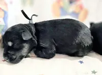 A'Lord , a male Miniature Schnauzer for sale in Athens, AL – 2 of 9