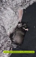 A'Lord , a male Miniature Schnauzer for sale in Athens, AL – 7 of 9