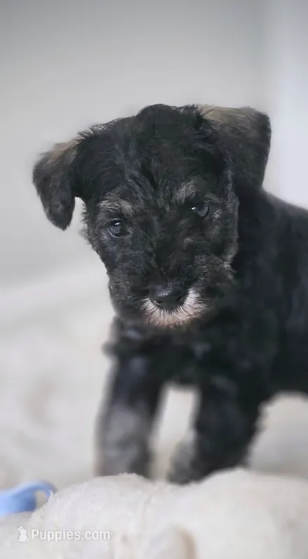 A'Lord  – Miniature Schnauzer puppy for sale in Athens, AL