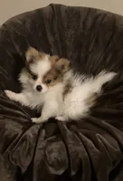 #2 Boy, a male Pomeranian for sale in Virgilina, VA – 2 of 2