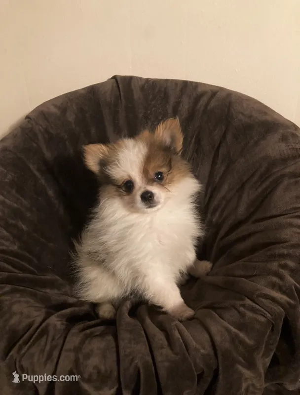 #2 Boy – Pomeranian puppy for sale in Virgilina, VA