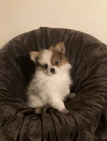 #2 Boy, a male Pomeranian for sale in Virgilina, VA – 1 of 2