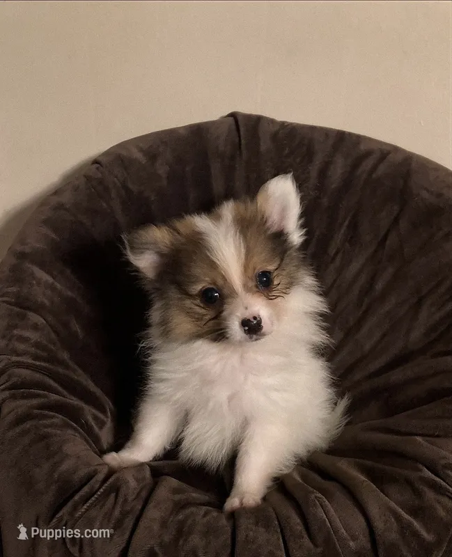 #3 Boy – Pomeranian puppy for sale in Virgilina, VA