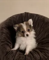#3 Boy, a male Pomeranian for sale in Virgilina, VA – 1 of 2