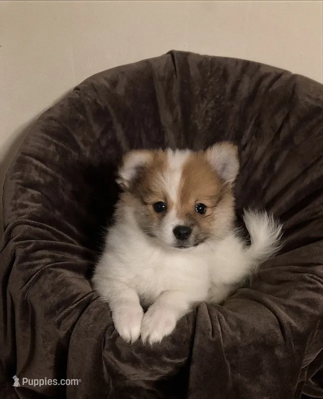 #1 Girl – Pomeranian puppy for sale in Virgilina, VA