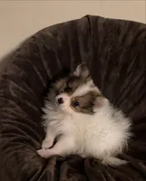 #3 Boy, a male Pomeranian for sale in Virgilina, VA – 2 of 2