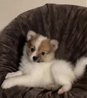 #1 Girl, a female Pomeranian for sale in Virgilina, VA – 3 of 3