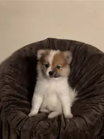 #1 Girl, a female Pomeranian for sale in Virgilina, VA – 2 of 3