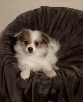 #4 Boy, a male Pomeranian for sale in Virgilina, VA – 2 of 2