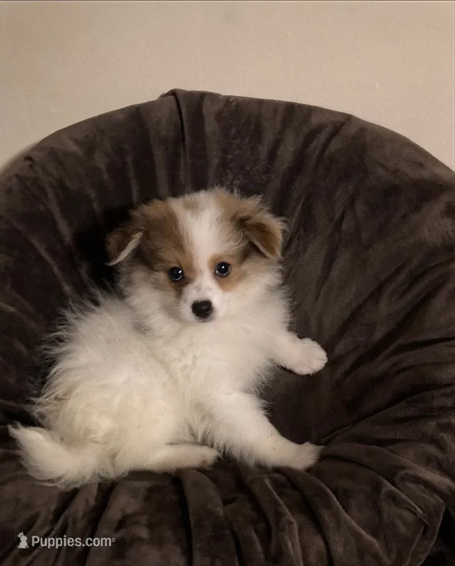 #4 Boy – Pomeranian puppy for sale in Virgilina, VA