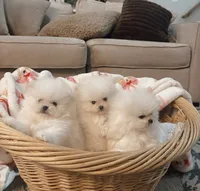 processed/11a93ad9-9c73-4abf-b0ea-a9ec1ae70ce0/listing/65925768-ec05-4b22-917c-e2472e235b60/681b209b-1c10-428b-aaf4-b880bf51b533