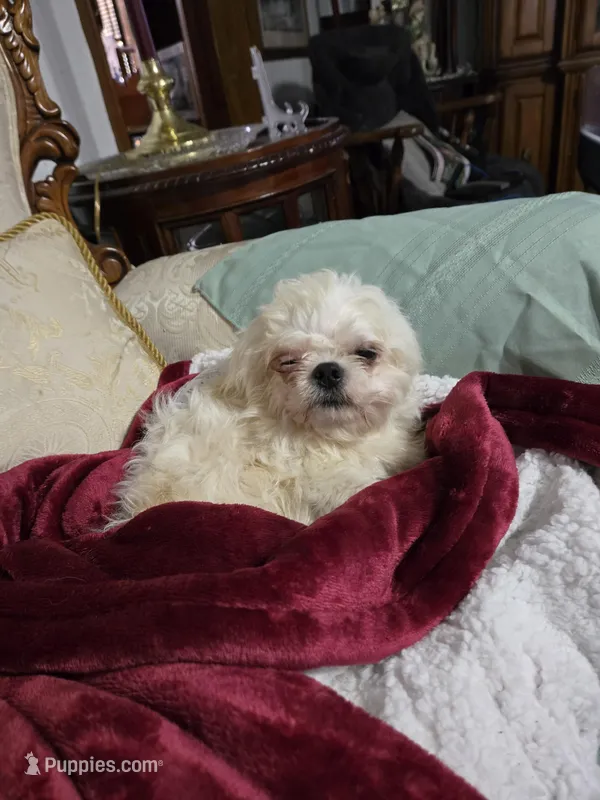 Smarty, a female Maltese for sale in Summerfield, FL – Photo 1 of 4