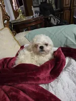 Smarty, a female Maltese for sale in Summerfield, FL – Photo 1 of 4