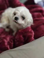 Smarty, a female Maltese for sale in Summerfield, FL – Photo 4 of 4