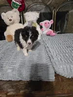 Little boy 2, a male Shetland Sheepdog for sale in Summerfield, FL – Photo 3 of 3