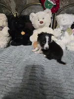 Little boy 2, a male Shetland Sheepdog for sale in Summerfield, FL – Photo 2 of 3