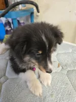 Patsy, a female Shetland Sheepdog for sale in Summerfield, FL – Photo 3 of 4