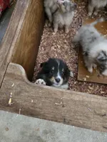 Patsy, a female Shetland Sheepdog for sale in Summerfield, FL – Photo 4 of 4