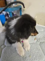 Patsy, a female Shetland Sheepdog for sale in Summerfield, FL – Photo 2 of 4