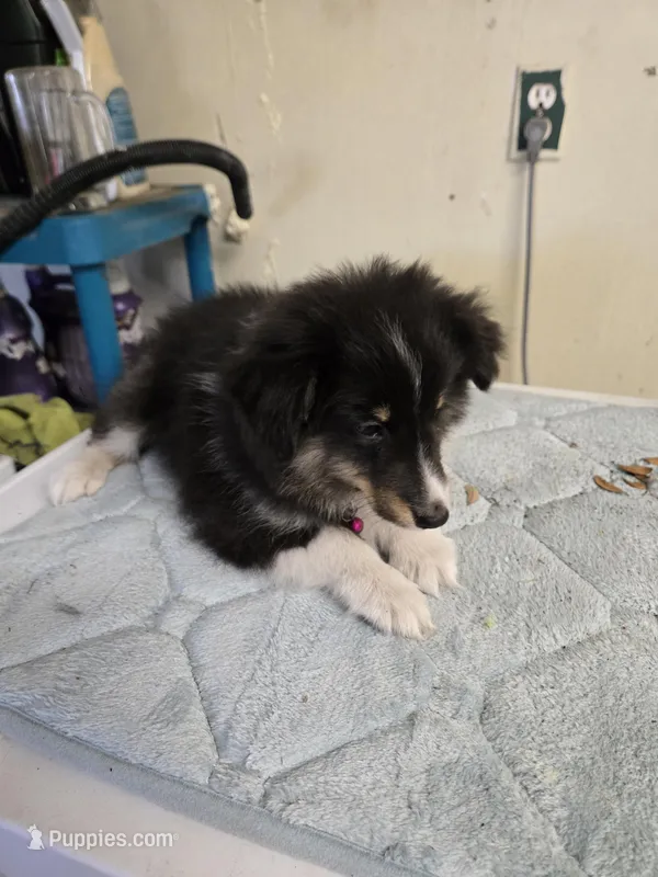 Patsy – Shetland Sheepdog puppy for sale in Summerfield, FL