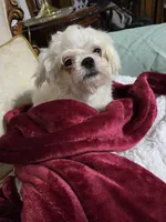 Smarty, a female Maltese for sale in Summerfield, FL – Photo 2 of 4