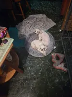 Suzy, a female Maltese for sale in Summerfield, FL – Photo 2 of 2