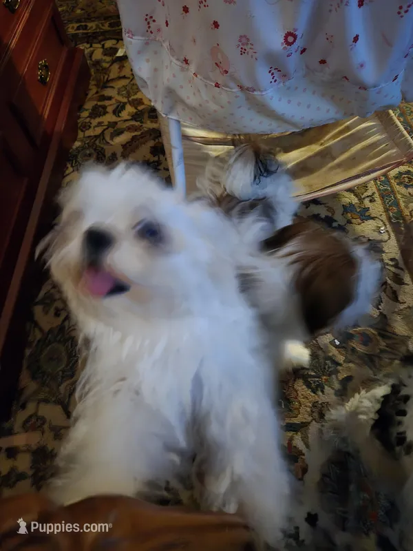 Suzy – Maltese puppy for sale in Summerfield, FL