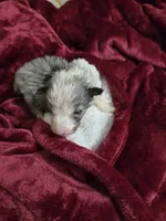 processed/11ae7a84-f9e4-4d39-97c4-c305e2b3b5f6/listing/f4d525ea-e41e-450c-8c5c-d5ef3eb343f8/f0a7c0d9-b8fa-482e-b61f-95533ceb3721