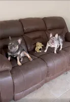 Halo, a female French Bulldog for sale in San Antonio, TX – 3 of 3