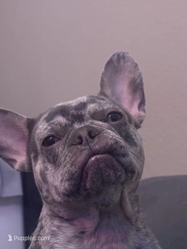 Halo – French Bulldog puppy for sale in San Antonio, TX