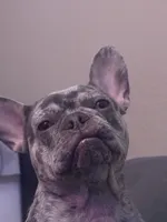 Halo, a female French Bulldog for sale in San Antonio, TX – 1 of 3