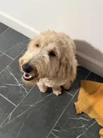 Honey, a female Goldendoodle for sale in Orlando, FL – Photo 2 of 2