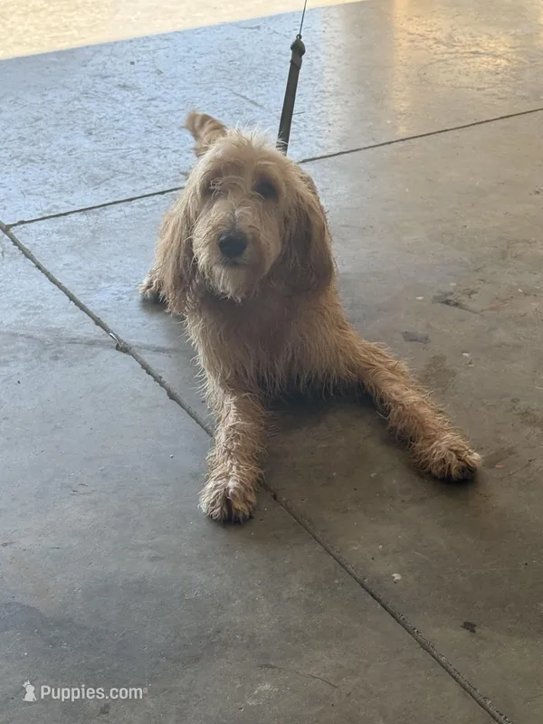 Honey – Goldendoodle puppy for sale in Orlando, FL
