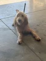 Honey, a female Goldendoodle for sale in Orlando, FL – Photo 1 of 2